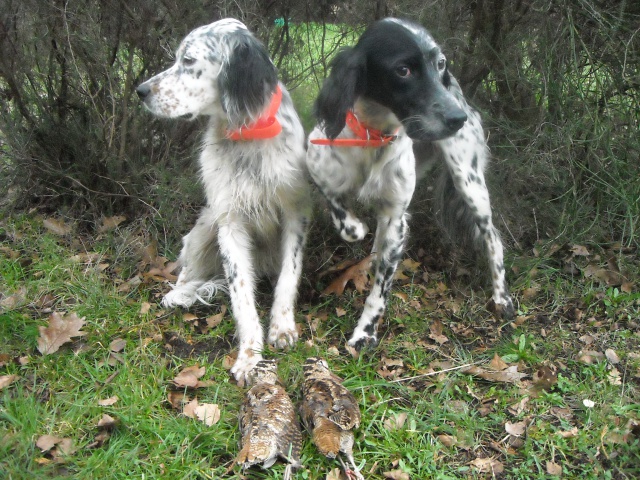 setter anglais bcassier